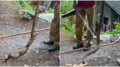 മുടപ്പക്കാട്ടെ വീട്ടിൽ നിന്ന് പിടികൂടിയ മൂർഖന്റെ വയർ വീർത്ത നിലയിൽ; പുറത്തേക്ക് തുപ്പിയത് 16 കോഴിമുട്ട!