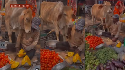 ಹಸುವಿನ ಪ್ರೀತಿಗೆ ಕರಗಿದ ತರಕಾರಿ ವ್ಯಾಪಾರಿ:  ವೈರಲ್ ವೀಡಿಯೋ