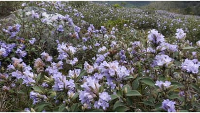 അതിക്രമിച്ച് കയറിയാല്‍ കടുത്ത പിഴ, വിലക്കേർപ്പെടുത്തി തമിഴ്നാട് വനംവകുപ്പ്; 'നീലക്കുറിഞ്ഞി കാണാനെത്തരുത്'