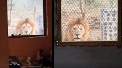 ആരടാ അത്, രാവിലെ കണ്ണു തുറന്ന് നോക്കിയപ്പോൾ ജനലിനപ്പുറം ഒരു സിംഹം, ഞെട്ടിക്കുന്ന വീഡിയോ ദൃശ്യം വൈറൽ 