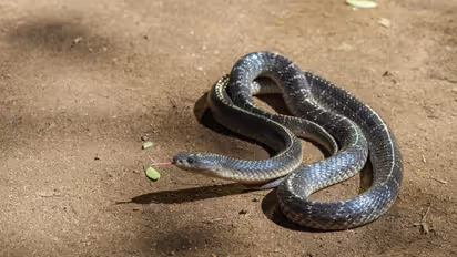 Karma or retribution? Chhattisgarh man dies of snakebite, locals burn snake alive on funeral pyre