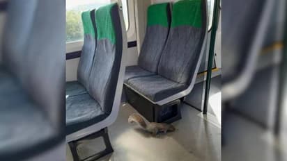 ട്രെയിൻ റദ്ദാക്കി, കാരണം രണ്ട് അണ്ണാരക്കണ്ണന്മാർ, പഠിച്ചപണി പതിനെട്ടും നോക്കി, പുറത്താക്കാനായില്ല