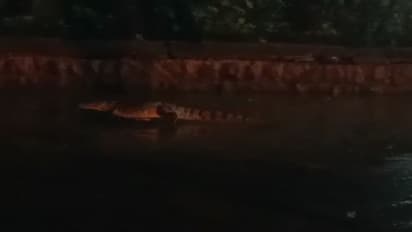 ಬಾಗಲಕೋಟೆ: ಜಮಖಂಡಿಯಲ್ಲಿ ಭಾರೀ ಮಳೆಗೆ ರಸ್ತೆಗೆ ಬಂದ ಮೊಸಳೆ, ಕಕ್ಕಾಬಿಕ್ಕಿಯಾದ ಜನತೆ..!