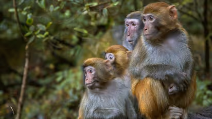 എഫ്‍സിഐ ഗോഡൗണിന്‍റെ തകർന്ന ജനലിലൂടെ കടന്ന നൂറിലേറെ കുരങ്ങുകൾ വിഷവാതകം ശ്വസിച്ച് ചത്തു, കേസ്