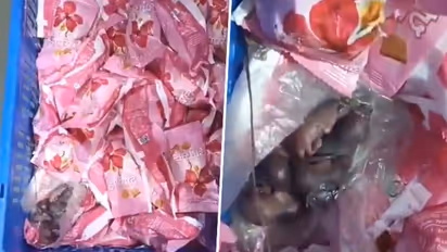 Mice in prasad? Siddhivinayak temple responds to viral video allegations