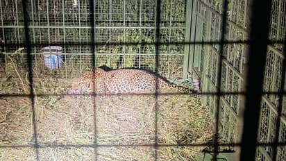 ಬೆಂಗಳೂರು: ಕೊನೆಗೂ ಬೋನಿಗೆ ಬಿದ್ದ ಚಿರತೆ, ನಿಟ್ಟುಸಿರು ಬಿಟ್ಟ ಎಲೆಕ್ಟ್ರಾನಿಕ್ ಸಿಟಿ ಜನತೆ..!