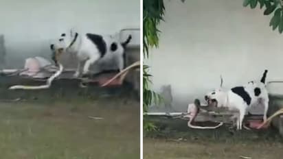 മുറ്റത്ത് കളിച്ചുകൊണ്ടിരുന്ന കുട്ടികൾക്ക് സമീപം രാജവെമ്പാല; തുടൽ പൊട്ടിച്ച് ഓടിവന്ന് കടിച്ചുകുടഞ്ഞ് പിറ്റ് ബുൾ