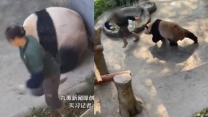 ഞെട്ടിക്കുന്ന ദൃശ്യങ്ങൾ, വാതിൽ പൂട്ടി, പൊടുന്നനെ അക്രമാസക്തമായി പാണ്ട, ജീവനക്കാരി രക്ഷപ്പെട്ടത് ഇങ്ങനെ