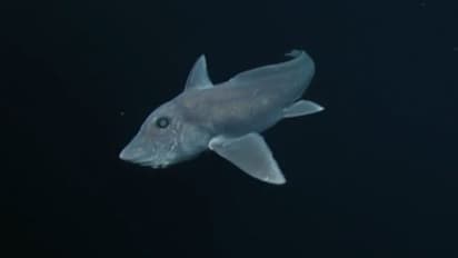 ഇരതേടുന്നത് സെൻസറുകളുടെ സഹായത്തിൽ, ശൽക്കമില്ലാത്ത ശരീരം, വീണ്ടും പ്രേതസ്രാവിനെ കണ്ടെത്തി ഗവേഷകർ