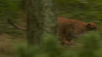 വമ്പൻമാരെ ഞെട്ടിച്ച ഹിറ്റ്, സര്‍പ്രൈസായ ചിത്രം മൊഴി മാറ്റി റിലീസിന്, ഇനിയും കോടികള്‍ കൊയ്യുമോ?