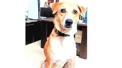 കണ്ടെത്തുന്നര്‍ക്ക് 5000 വരെ പ്രഖ്യാപിച്ചു; ‘ചിക്കി’നെ കണ്ടെത്തി നൽകി, പക്ഷെ സമ്മാനം നൽകിയിട്ടും വാങ്ങാതെ അനിത