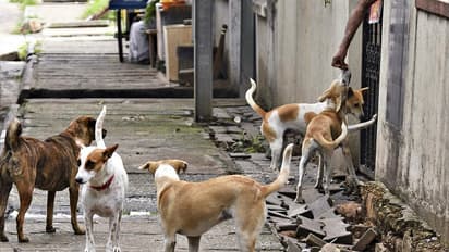 Bengaluru: ಬೀದಿನಾಯಿಗಳಿಗೆ ಬಿಬಿಎಂಪಿಯಿಂದಲೇ ಆಹಾರ?