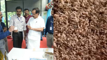 മാലിന്യത്തിൽ നിന്ന് മത്സ്യത്തീറ്റ; പട്ടാളപ്പുഴുക്കളെയിറക്കി സമുദ്രമത്സ്യ ഗവേഷണ സ്ഥാപനം