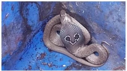 ഭയം വിതച്ച് നഗര ഹൃദയത്തില്‍ ഒരു മൂർഖന്‍; മുന്നറിയിപ്പ്, പിന്നാലെ അതിസാഹസികമായ പിടികൂടല്‍ 