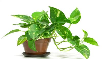 Money Plant myths: What does vastu rules for prosperity say?