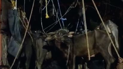 ಶಿವಮೊಗ್ಗ‌: ವಾಹನದಲ್ಲಿ ಹಿಂಸಾತ್ಮಕವಾಗಿ ಸಾಗಿಸುತ್ತಿದ್ದ 37 ಗೋವುಗಳ ರಕ್ಷಣೆ