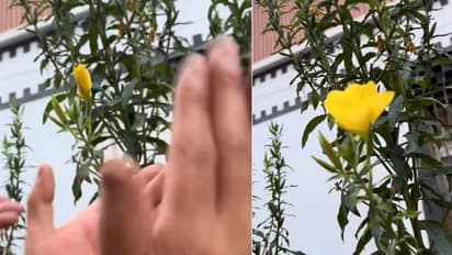 കൈകൊട്ടിയാൽ വിടരുന്ന പൂക്കളോ? കാഴ്ചക്കാരെ അമ്പരപ്പിച്ച് വീഡിയോ