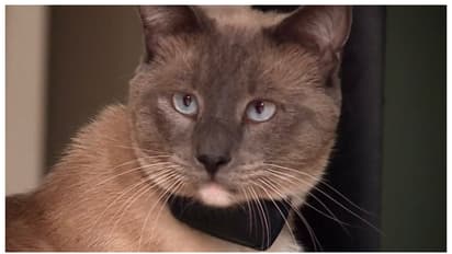 രണ്ട് മാസം, 1,200 കിലോമീറ്റർ ദൂരം; പാർക്കിൽ നിന്നും നഷ്ടപ്പെട്ട കുടുംബത്തെ കണ്ടെത്താൻ ഒരു പൂച്ച സഞ്ചരിച്ചത്