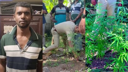 ആളൊഴിഞ്ഞ പറമ്പിൽ നട്ടുവളർത്തിയത് ആറ് കഞ്ചാവ് ചെടികൾ; വിവരമറിഞ്ഞെത്തിയ എക്സൈസുകാർ യുവാവിനെ പിടികൂടി