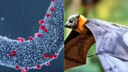 इस देश में खतरनाक वायरस का कहर, स्वास्थ्यकर्मियों समेत 6 की मौत