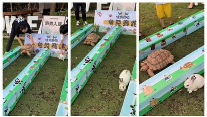 'ഇതിഹാസങ്ങള് തെറ്റില്ല'; അതൊരു വെറും കഥയായിരുന്നില്ല. ജയിച്ചത് ആമ തന്നെ; വീഡിയോ വൈറല്