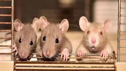 case of rats in jaipur