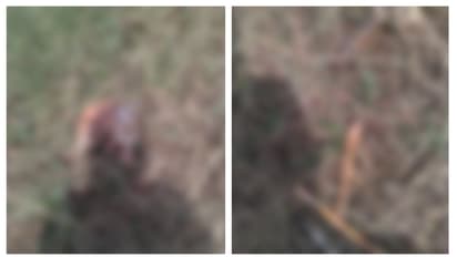 തൃശൂരിൽ പാടത്ത് ട്രാക്ടർ കൊണ്ട് ഉഴുന്നതിനിടെ അസ്ഥികൂടം കണ്ടെത്തി