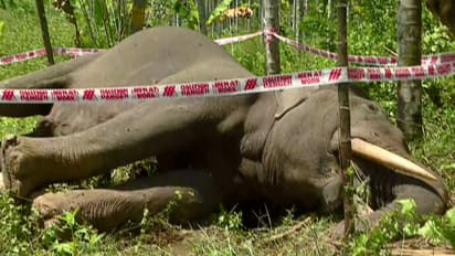 തെങ്ങ് മറിച്ചിടുന്നതിനിടെ വൈദ്യുത ലൈനിൽ വീണു; ദാസനക്കരയിൽ കാട്ടാന ഷോക്കേറ്റ് ചരിഞ്ഞു