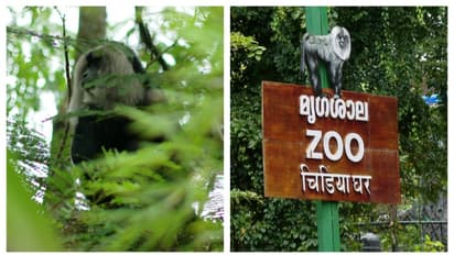 ചാടിപ്പോയത് 3 പെണ് ഹനുമാൻ കുരങ്ങുകൾ, ഇത് രണ്ടാംതവണ; തിരികെയെത്തിക്കാൻ ശ്രമം തുടരുന്നതായി അധികൃതര്