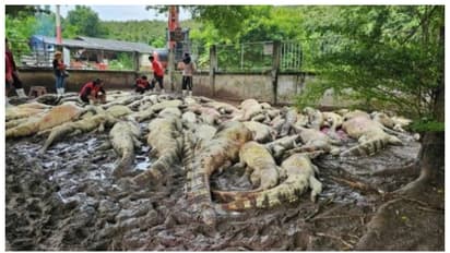 'ഹൃദയഭേദകം ആ തീരുമാനം'; ജനസുരക്ഷയ്ക്കായി ഫാം ഉടമ 125 മുതലകളെ കൊന്നൊടുക്കി 