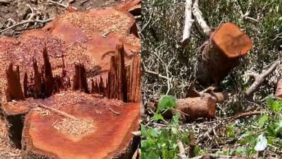 കൈതച്ചക്ക കൃഷിക്കായി പാട്ടത്തിനെടുത്തു; ആറളം ഫാമിൽ അനുമതിയില്ലാതെ 17 സംരക്ഷിത മരങ്ങള്‍ മുറിച്ച് കടത്തി