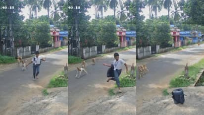 സ്കൂൾ വിദ്യാർത്ഥിക്കുനേരെ പാഞ്ഞടുത്ത് തെരുവുനായക്കൂട്ടം; ബാഗ് ഊരിയെറിഞ്ഞ് വീട്ടിലേക്ക് ഓടിക്കയറി വിദ്യാര്‍ത്ഥി