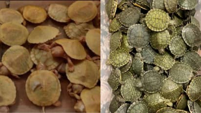 ബാഗിൽ 4986 ചെഞ്ചെവിയൻ കടലാമകൾ, പിടികൂടിയത് രഹസ്യ വിവരത്തെ തുടർന്ന് വിമാനത്താവളത്തിൽ നടത്തിയ പരിശോധനയിൽ