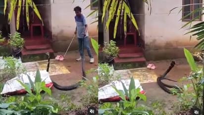 ചാക്കിലാക്കാൻ നോക്കി, തിരിഞ്ഞുകൊത്താൻ പാഞ്ഞടുത്ത് രാജവെമ്പാല; ഭയപ്പെടുത്തും ഈ വീഡിയോ