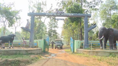 ಭದ್ರಾ ವನ್ಯಜೀವಿ ಅಭಯಾರಣ್ಯಕ್ಕೆ 25ರ ಸಂಭ್ರಮ: ಹುಲಿ, ಆನೆಗಳ ಎಷ್ಟಿದೆ ಗೊತ್ತಾ?