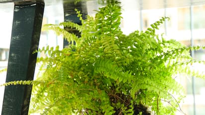 మీకు మీ ఇంటికి ఫ్రెష్ ఎయిర్ ఇచ్చే 7 అద్భుతమైన మొక్కలివిగో