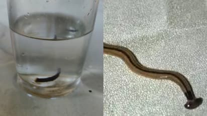 കുടിക്കാനെടുത്ത പൈപ്പ് വെള്ളത്തിൽ 'ചെവിപ്പാമ്പ്', ഒരിഞ്ച് നീളമുള്ള പാമ്പിനെ കണ്ടെത്തിയത് അമ്പലപ്പുഴയിൽ