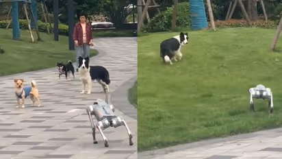 ശ്ശെടാ, യുദ്ധഭൂമിയിലേതാണ് പുതിയൊരു ഭടൻ? റോബോട്ട് നായകളെ കണ്ട ശരിക്കും നായകളുടെ പ്രതികരണം 