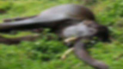 മറയൂരിൽ വീണ്ടും കാട്ടാന ചരിഞ്ഞ നിലയിൽ; ഒരാഴ്ചയ്ക്കിടെ രണ്ടാമത്തെ സംഭവം