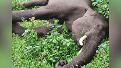 കാന്തല്ലൂരിലെ സ്വകാര്യ ഭൂമിയിൽ കാട്ടാന ചരിഞ്ഞത് ഷോക്കേറ്റ്; സ്ഥലം ഉടമ ഒളിവിലെന്ന് വനം വകുപ്പ്