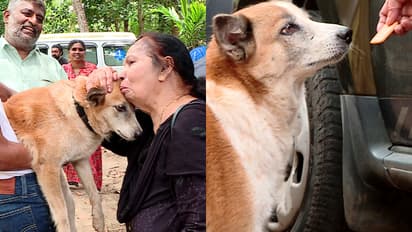 ബ്യൂട്ടിക്കും കുടൂസിനും ഇനി പുതുജീവിതം, ജപ്തി ചെയ്ത വീട്ടിൽ നിന്ന് ഇറക്കിവിട്ട വളര്ത്തുനായകളെ ഏറ്റെടുത്തു