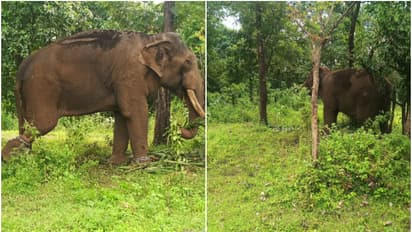 ഭീതി ജനിപ്പിച്ച് പുതുപ്പളളി സാധുവിൻ്റെ കാടുകയറ്റം; ആനയ്ക്കായി രാവിലെ തെരച്ചിൽ തുടരും, പ്രത്യേക സംഘം തയ്യാർ