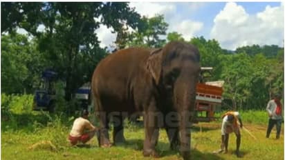 സിനിമ ഷൂട്ടിംഗ് സെറ്റിൽ നിന്നും കാടുകയറിയ ആനയെ കണ്ടെത്തി; അനുനയിപ്പിച്ച് പുറത്തേക്ക് എത്തിക്കാൻ ശ്രമം