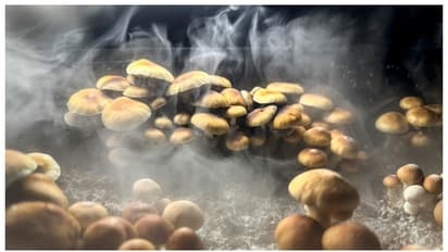 മാജിക് മഷ്റൂം കഴിച്ച് വിഭ്രാന്തി; കോടാലി ഉപയോഗിച്ച് ജനനേന്ദ്രിയം മുറിച്ച് നീക്കി 37 കാരനായ ഓസ്ട്രിയൻ യുവാവ് 