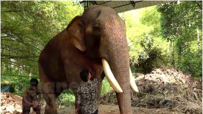 'പുതുപ്പള്ളി സാധു'വിനെ ഉടൻ സിനിമ ഷൂട്ടിങ്ങിലേക്ക് അയക്കില്ല, വിശ്രമം ആവശ്യമാണെന്ന് ആന പാപ്പാൻ