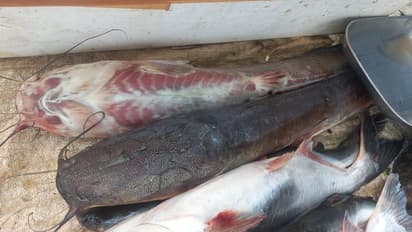 ಮೀನು ಪ್ರಿಯರೇ ಎಚ್ಚರ, ಸದ್ದಿಲ್ಲದೇ ನಿಮ್ಮ ಹೊಟ್ಟೆ ಸೇರ್ತಿದೆ ಕ್ಯಾಟ್‌ ಫಿಶ್‌: ಇದನ್ನ ತಿಂದ್ರೆ ಜೀವಕ್ಕೆ ಕುತ್ತು ಗ್ಯಾರಂಟಿ!