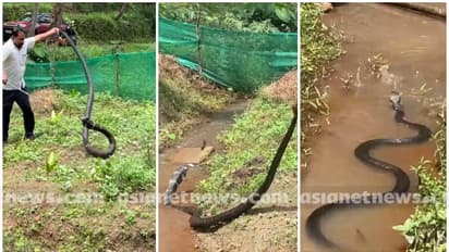 ആദ്യം കണ്ടത് തോട്ടിൽ, പിടിച്ചിട്ടും അടങ്ങാത്ത കലി, പാമ്പുപിടുത്തക്കാരന് നേരെ ചീറ്റുന്ന രാജവെമ്പാല; വീഡിയോ