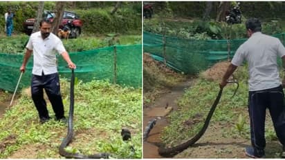 കണ്ടത് തുണി അലക്കുന്ന വീട്ടമ്മ! കൊല്ലം അരിപ്പയിൽ ജനവാസമേഖലയിൽ രാജവെമ്പാല, റോയ് തോമസ് പിടികൂടി