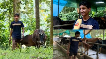 'ഇപ്പോൾ 22 പശുക്കളുണ്ട്, പഴയവയെ മറക്കാനൊന്നും പറ്റില്ല': പുതിയ പശു ഫാമുമായി മാത്യു തളരാതെ മുന്നോട്ട്