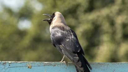காகங்கள் பழிவாங்குமா? மனிதர்களை எத்தனை ஆண்டுகள் நினைவில் வைத்திருக்கும்?